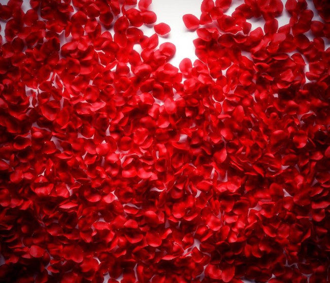 Red Rose Petals Background - Real Roses Petals Backdrop. Floral