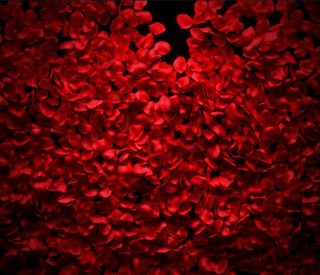 Wall Mural Scattered red Rose petals 