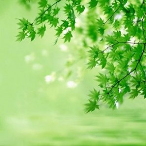 Nature Photography Backdrops Green Maple Leaf Green Background