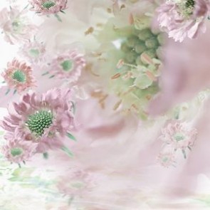 Flowers Photography Backdrops Pink Carnation Flowers Background