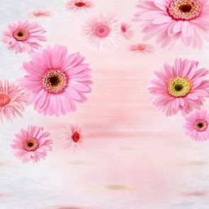 Flowers Photography Backdrops Pink Chrysanthemum Flowers Background