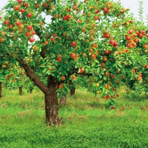 Nature Photography Backdrops Apple Tree Fruit Grassland Background