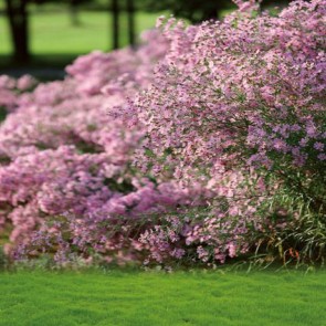 Flowers Photography Backdrops Pink Flower Green Lawn Background