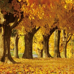 Nature Photography Backdrops Golden Maple Leaf Tree Background