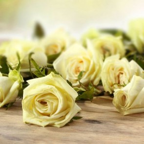Flowers Photography Backdrops Pale Yellow Roses Background