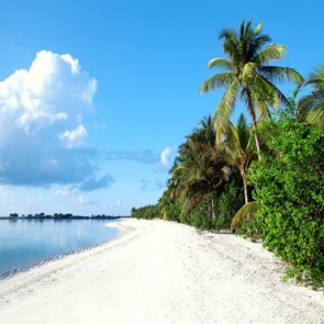 Photography Background White Sandy Beach Coconut Tree Backdrops