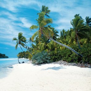 Beach Photography Background Coconut Tree White Sandy Beach Backdrops