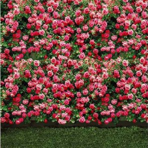Flowers Photography Background Pink Red Roses Flower Wall Backdrops