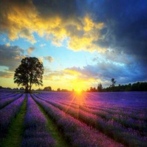 Nature Photography Backdrops Lavender Garden Sunset Background
