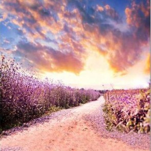 Nature Photography Backdrops Lavender Farmland Sunset Background