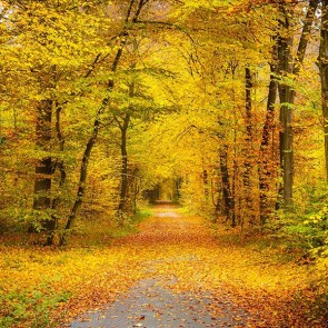 Nature Photography Backdrops Golden leaves Autumn Jungle Maple Leaf Background