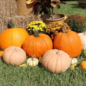 Thanksgiving Day Photography Backdrops Pumpkin Yellow Flower Haystack Background