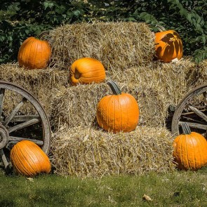 Thanksgiving Day Photography Backdrops Pumpkin Haystack Background