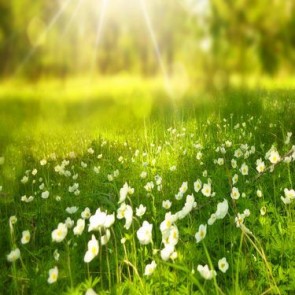 Nature Photography Backdrops Spring Sunshine White Flowers Background