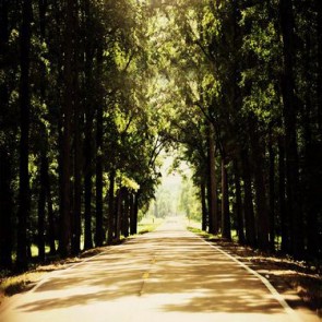 Nature Photography Backdrops Trees Path sunshine Background