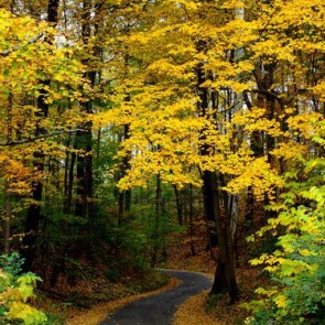 Nature Photography Backdrops Autumn Golden Leaf Trees Background