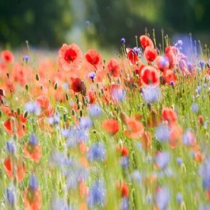 Flowers Photography Background Red Blue Flowers Fuzzy Backdrops