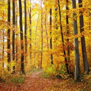 Nature Photography Backdrops Autumn Golden Leaf Jungle Background