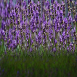 Flowers Photography Background Purple Lavender Grass Backdrops
