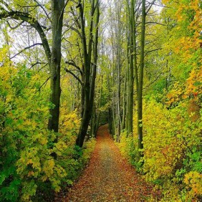 Nature Photography Backdrops Jungle Byways Trees Background