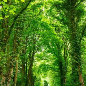 Nature Photography Backdrops Green Vegetation Jungle Background