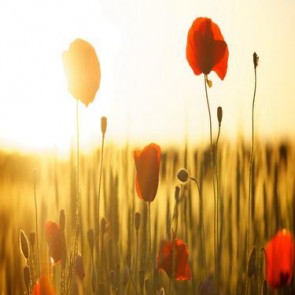 Flowers Photography Background Red Flowers Sunset Backdrops