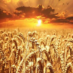 Nature Photography Backdrops Mature Wheat Fields Sunset Background
