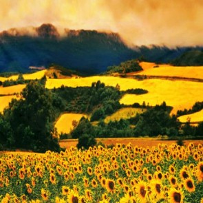 Nature Photography Backdrops Sunflower Farmland Sunset Background