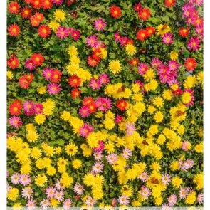 Photography Background Red Yellow chrysanthemum Flower Wall Backdrops