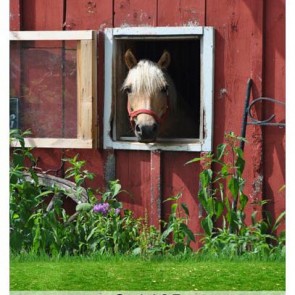 Western Photography Background Horse Stable Grass Backdrops