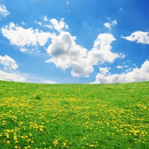 Nature Photography Backdrops Yellow Flower Prairie Blue Sky Background