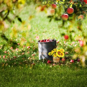 Nature Photography Backdrops Apple Tree Ripe Apples In Autumn Background