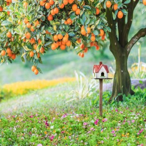Thanksgiving Day Photography Backdrops Oranges Grass Flowers Background