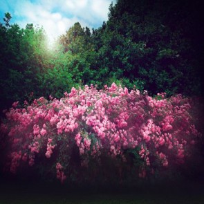 Flowers Photography Background Pink Rose Trees Backdrops
