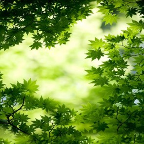 Nature Photography Backdrops Green Leaf Maple Leaf Background