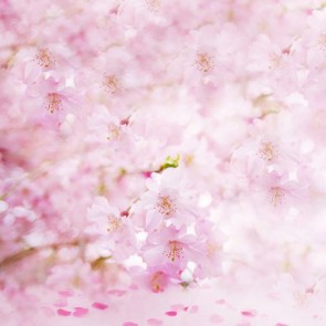Flowers Photography Background White Cherry Blossom Pink Backdrops