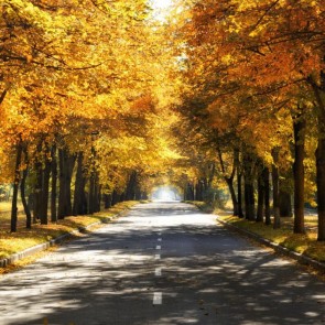 Road Photography Trees Backdrops Autumn Golden Leaves Background