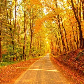 Path Trees Photography Golden Leaves Backdrops Autumn Background