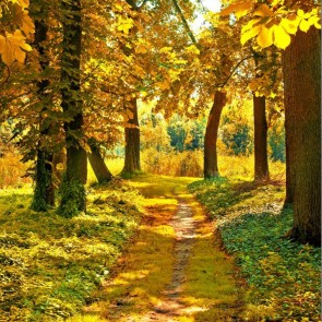 Jungle Autumn Photography Path Trees Golden Leaves Background Backdrops