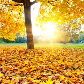 Golden Leaves Sunshine Autumn Photography Background Backdrops