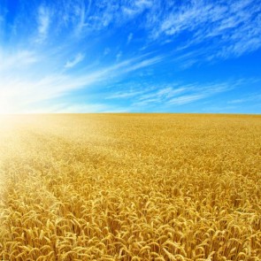 Wheat Fields Crop Blue Sky Clouds Autumn Photography Background Backdrops