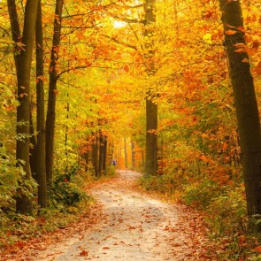 Jungle Golden Leaves Autumn Path Photography Background Backdrops