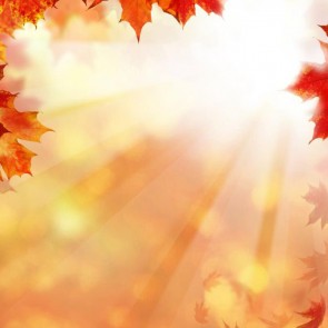 Photography Background Red Maple Leaf Sunlight Autumn Backdrops