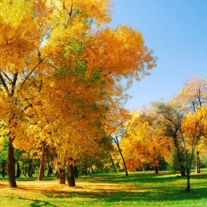 Photography Background Poplar Green Leaves Lawn Autumn Backdrops