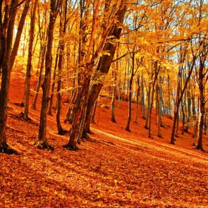 Photography Background Jungle Golden Leaves Jungle Autumn Backdrops