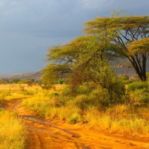 Photography Background African Grassland Tree Autumn Backdrops