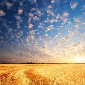 Photography Background Cloud Wheat Fields Crop Autumn Backdrops