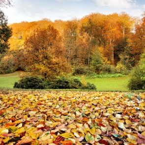 Photography Background Deciduous Blue Sky Jungle Autumn Backdrops