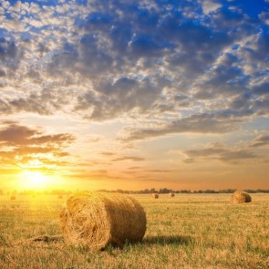 Photography Background Wheat Fields Crop Sunset Autumn Backdrops