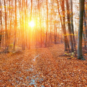Photography Background Golden Leaves Sunset Jungle Autumn Backdrops